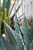 AGAVE AMERICANA