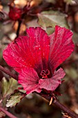 HIBISCUS ACETOSELLA