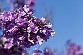 JACARANDA MIMOSIFOLIA