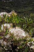 KLEINIA NERIIFOLIA