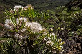 KLEINIA NERIIFOLIA