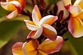 PLUMERIA