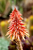 ALOE ARBORESCENS