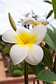 PLUMERIA