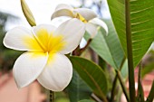 PLUMERIA