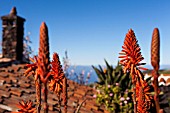 ALOE ARBORESCENS