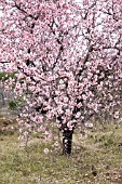 PRUNUS DULCIS