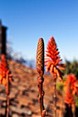 ALOE ARBORESCENS