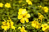 RANUNCULUS CORTUSIFOLIUS