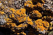 RED LICHEN