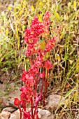 RUMEX VESICARIUS