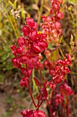 RUMEX VESICARIUS