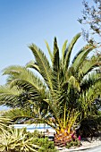 PHOENIX CANARIENSIS