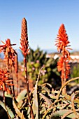 ALOE ARBORESCENS