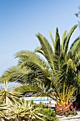 PHOENIX CANARIENSIS