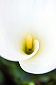 ZANTEDESCHIA AETHIOPICA