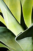 AGAVE ATTENUATA