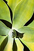 AGAVE ATTENUATA