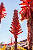 ALOE ARBORESCENS