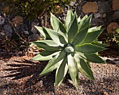 AGAVE ATTENUATA