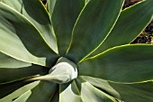 AGAVE ATTENUATA