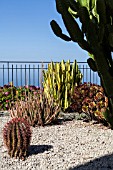 CACTUS GARDEN