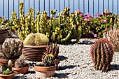 CACTUS GARDEN