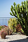 CACTUS GARDEN