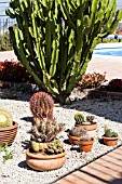 CACTUS GARDEN