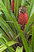 ANANAS BRACTEATUS