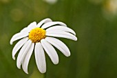 ARGYRANTHEMUM FOENICULACEUM