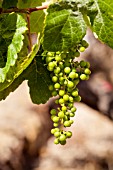 LISTAN BLANCO GRAPES