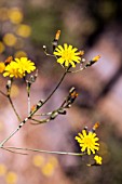 SONCHUS CAPILLARIS