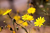 SONCHUS CAPILLARIS