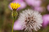 SONCHUS OLERACEUS