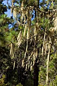 TILLANDSIA USNEOIDES