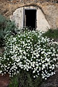 ARGYRANTHEMUM FRUTESCENS