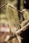 TILLANDSIA USNEOIDES