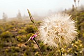 TRAGOPOGON PORRIFOLIUS