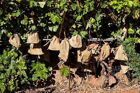 LISTAN_BLANCO_GRAPES_IN_SACKCLOTH_BAGS_TO_PROTECT_THEM_FROM_BIRDS