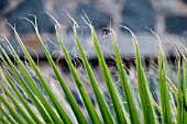 WASHINGTONIA FILIFERA