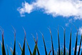 WASHINGTONIA FILIFERA