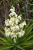 YUCCA FILAMENTOSA GLORIOSA