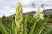 YUCCA FILAMENTOSA GLORIOSA