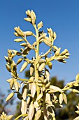 YUCCA FILAMENTOSA GLORIOSA