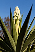 YUCCA FILAMENTOSA GLORIOSA