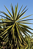 YUCCA FILAMENTOSA GLORIOSA