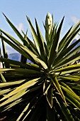 YUCCA FILAMENTOSA GLORIOSA