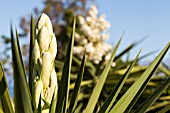 YUCCA FILAMENTOSA GLORIOSA