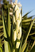 YUCCA FILAMENTOSA GLORIOSA